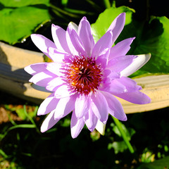 Top view of purple blooming lotus flowers and green lotus leaf on the lotus pond