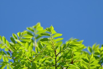 光を浴びて輝く新緑の若葉