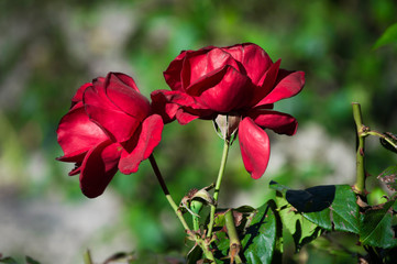 Obraz premium Rosas rojas con fondo verde difuminado