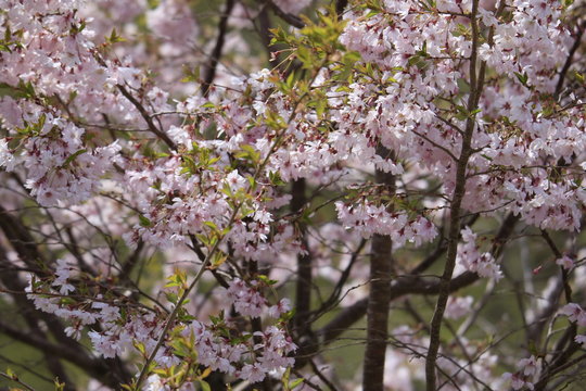 Close-up image of the beautiful soft pink Blossom flowers of 'Prunus Kanzan' a Japanese flowering cherry tree.