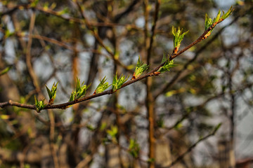 autumn leaves on a tree