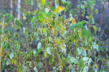 green leaves in the forest