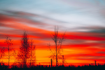 Colorful cloud and sky sunset over trees. Beautiful vibrant orange cloud and sunset sky background.