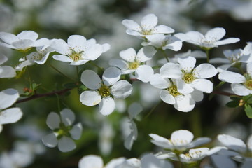 Blooming tiny white flower in spring, horizontally oriented picture
