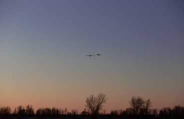 couple of birds flying in the sky