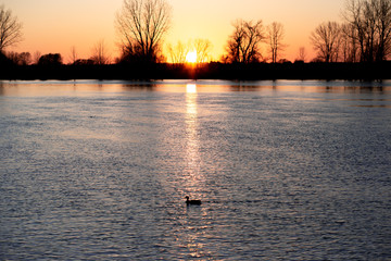 sunset  and duck on the river