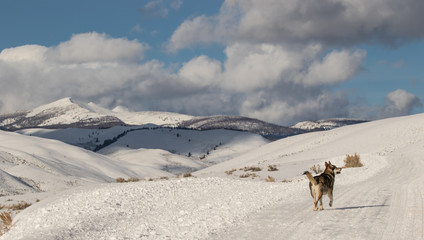 Naklejka premium dog in the mountains