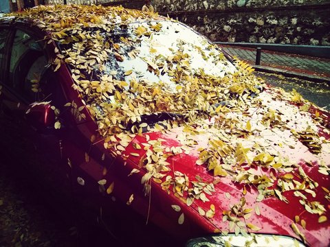 Car Covered In Autumn Leaves