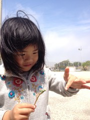 タンポポ飛んだよ