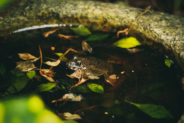 frog in the pond