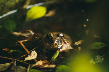 frog in the pond