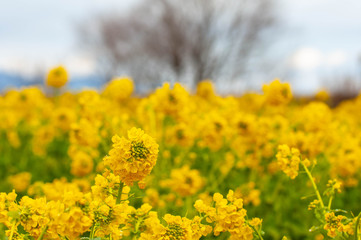満開に咲いている広大な菜の花畑