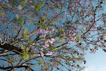 Fototapeta premium Colorful leaves of Jacaranda tree