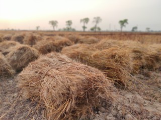 hay bale in the field