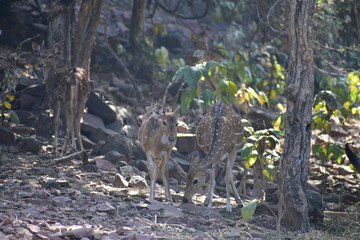 Spoted deer ( Axis axis ) eating grass