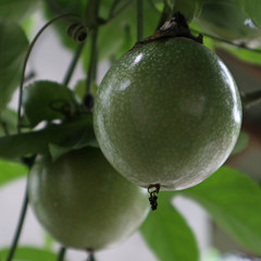 Zoom the passion fruit on the tree