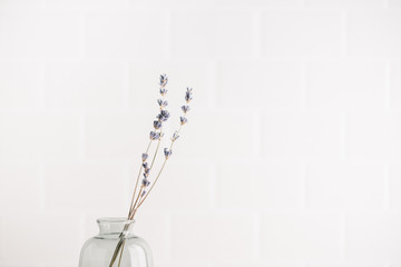 Minimalist lavender sprigs in glass vase on white background