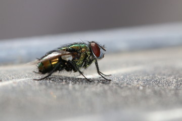 close up of fly macro 