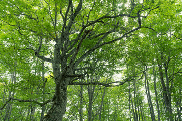 色づき始めた秋の森