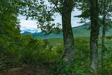 色づき始めた秋の森