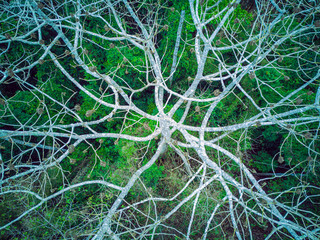 Picture from above of a dead white tree - drone shot