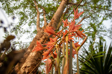 Picture of a bunch of striped Barbados lily (Hippeastrum striatum) - bottom view