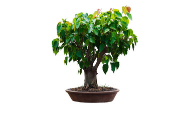 bonsai tree isolated on white