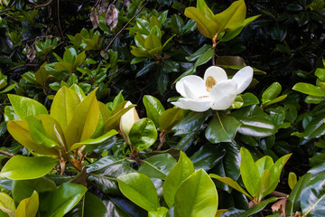 A large, creamy white southern magnolia flower is surrounded by glossy green leaves of a tree....