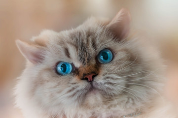 portrait of a cat