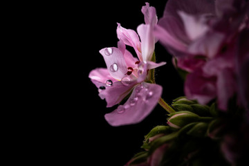Obraz na płótnie Canvas pink flower with water droplets