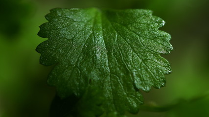 Search Results
Web results

Cilantro glistening