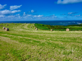 宗谷岬, 北海道, ウインドファーム,  風, 空, 野原, 風景, 緑, 自然