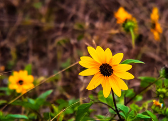yellow daisy on the beach, summer, flowers, petal, daisy, bloom, grass, beach, beautiful