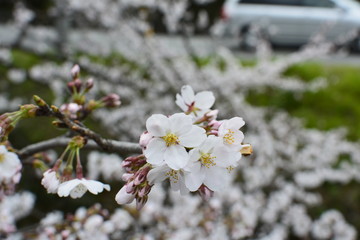 Cherry
