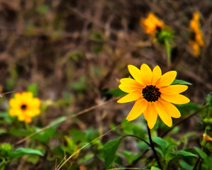 yellow daisy on beach, flower, nature, plant, grass, petals, closeup, beauty, field, daisy