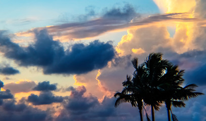 sunset in the sky, clouds, sun, tree, nature, palm, landscape, dusk, silhouette, evening, cloudscape