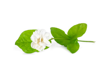 Obraz na płótnie Canvas jasmine flower with leaf isolated on white background