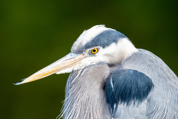 A closeup of a great blue heron face.   Vancouver BC Canada
