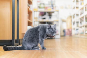 pet cat squatting on the floor Concentrate on licking paws