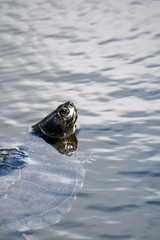 A picture of a pond slider face.   Vancouver BC Canada

