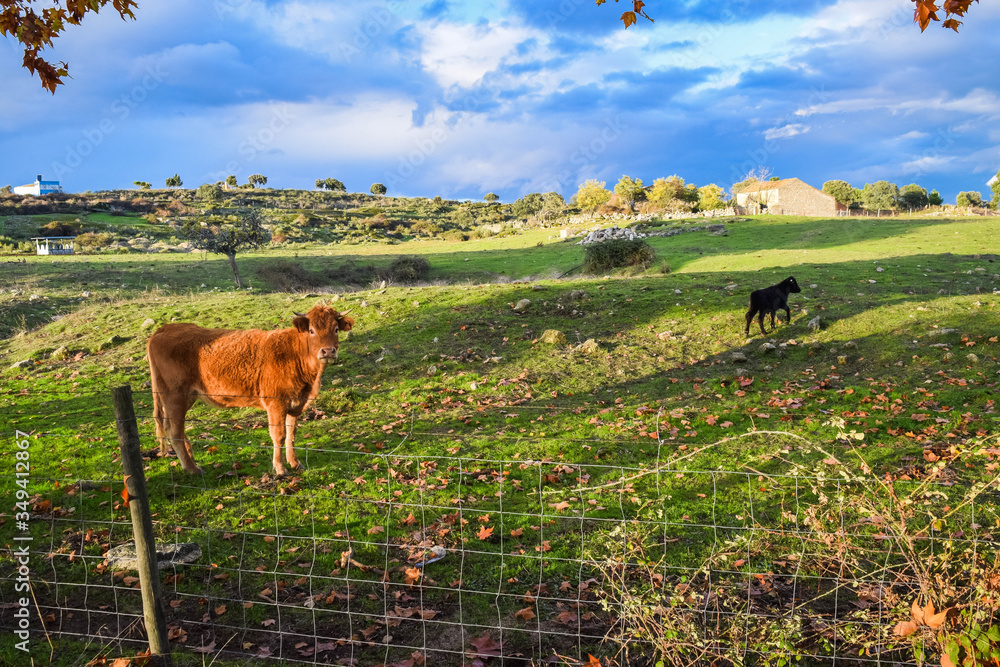 Wall mural cows on pasture