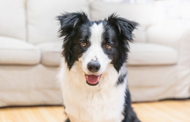 Border Collie grinning in front of the sofa