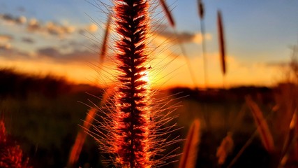 wheat field at sunset