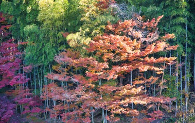 京都、宇治の竹林と紅葉