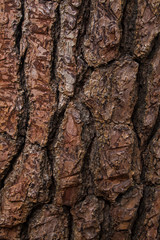 Natural pine tree bark 1