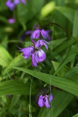 Hyacinth orchid (Bletilla striata) / Orchidaceae perennial plant