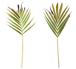 Two green tropical palm leaves isolated on a pure white background with a clipping path for easy selection 
