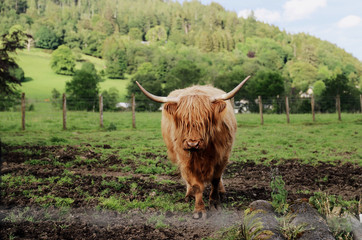 Hairy Coo