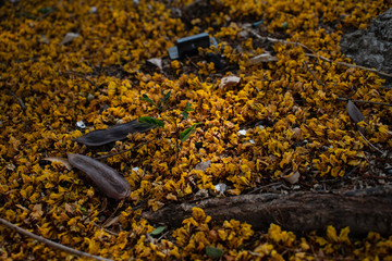 ground in the park  cover with autumm  leaves flower