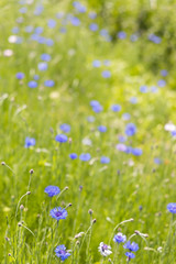 新緑の野に咲く青い花